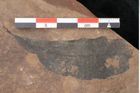 Foto (Detailansicht) von Plantae indet.  (NHMW-GEO-2024-0188-11530)